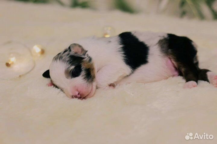 Щенки австралийской овчарки (аусси)