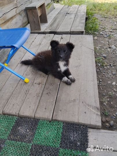 Щенки бесплатно