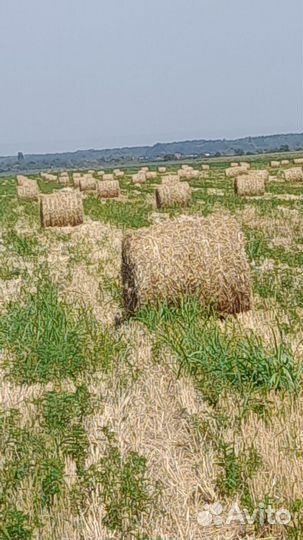 Сено в тюках