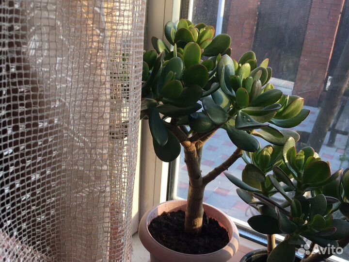 Толстяка, денежное дерево