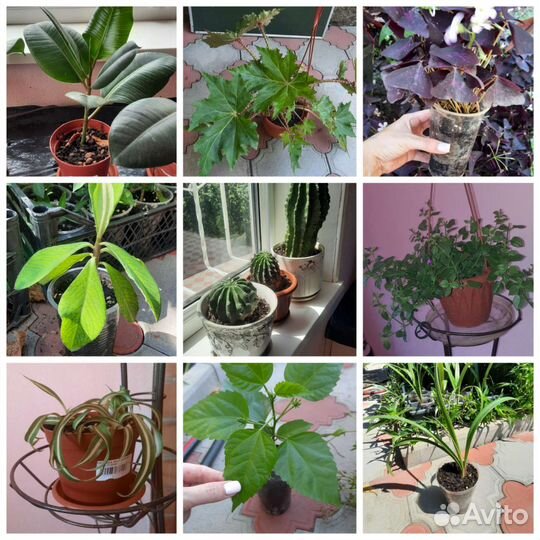 Обновлено Комнатные растения