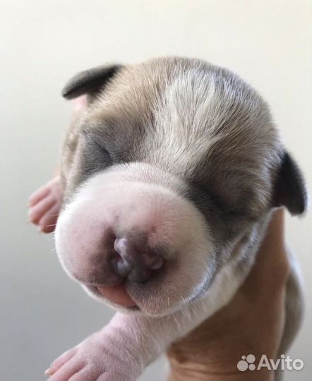 Щенки амстаффа