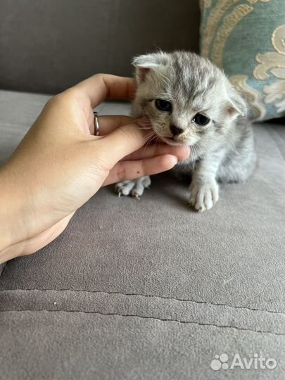 Вислоухие котята