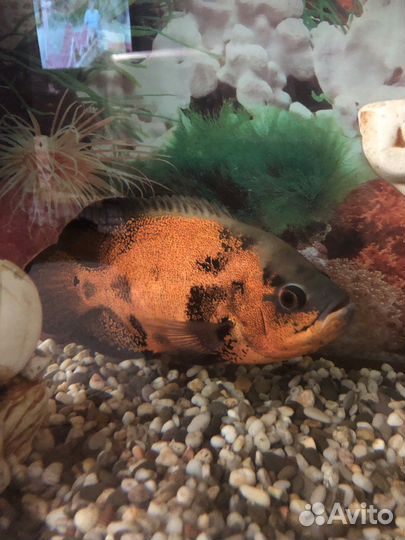 Рыба Астронотус