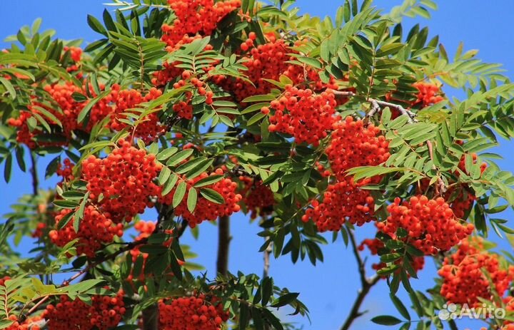 Рябина красная, черная, бузина