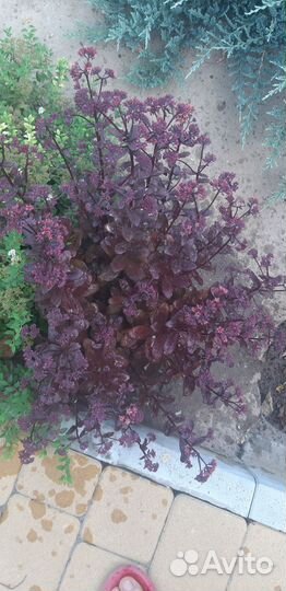 Очиток бордовый