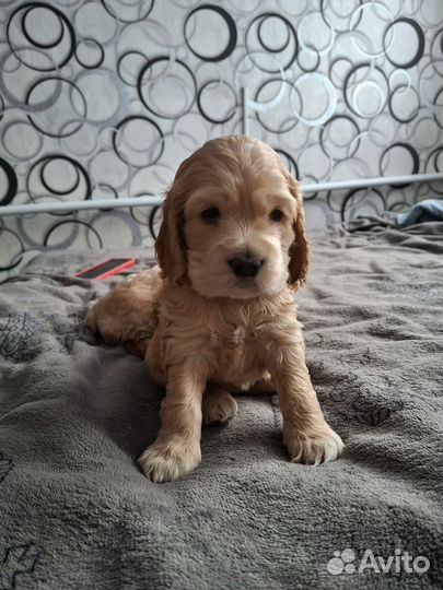 Щенки Кокер спаниеля