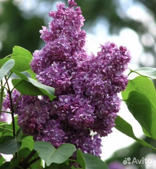 Саженцы сирени