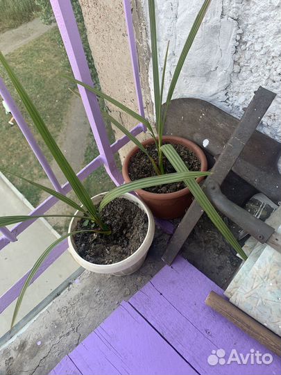 Финиковая пальма