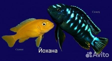 Цихлиды малавийцы