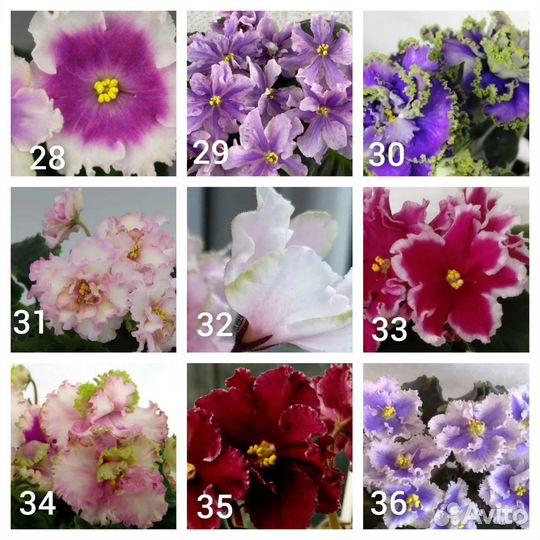 Листы сортовых фиалок(отправляю почтой)