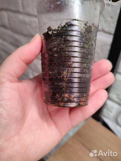 Перец декоративный крокатум