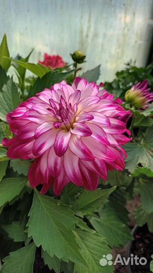 Ампельная петуния