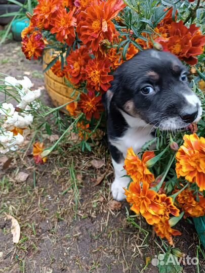 Плюшивая девчушка