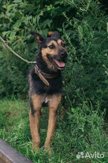 Добряк Лаки