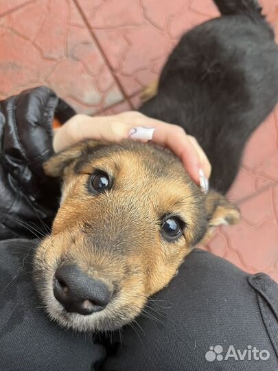 Щенок в добрые руки