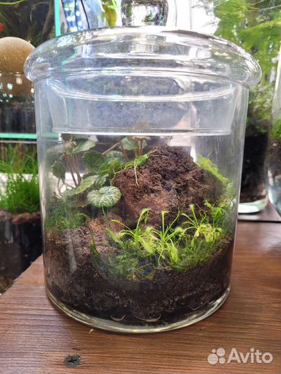 Флорариум Хищный Подарок Интерьер