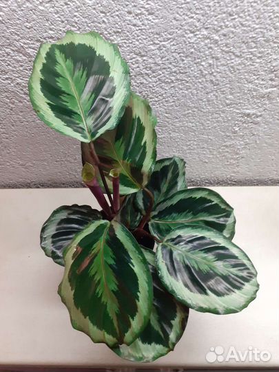 Калатея Марион