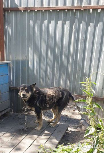 Молодой охранник