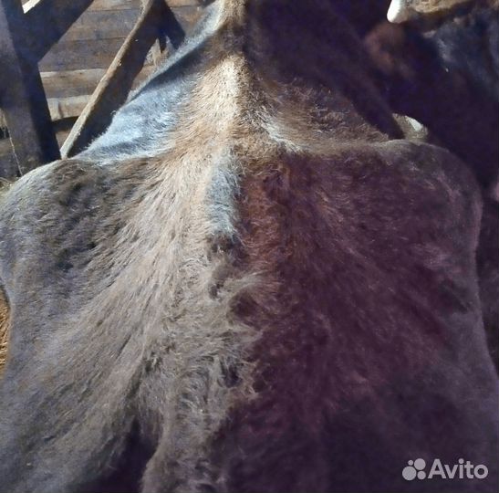 Шкура коровы