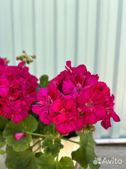 Пеларгония герань разная