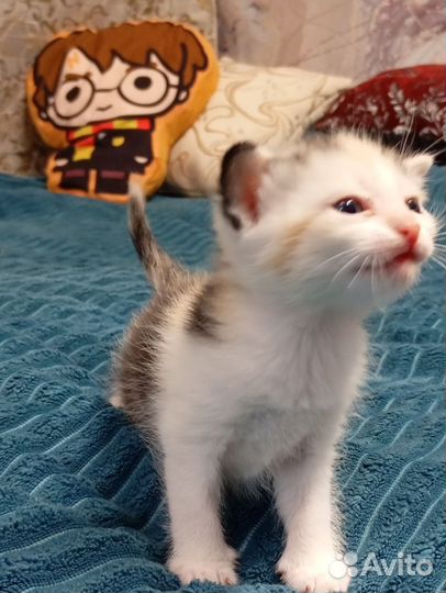 Котятки в добрые руки