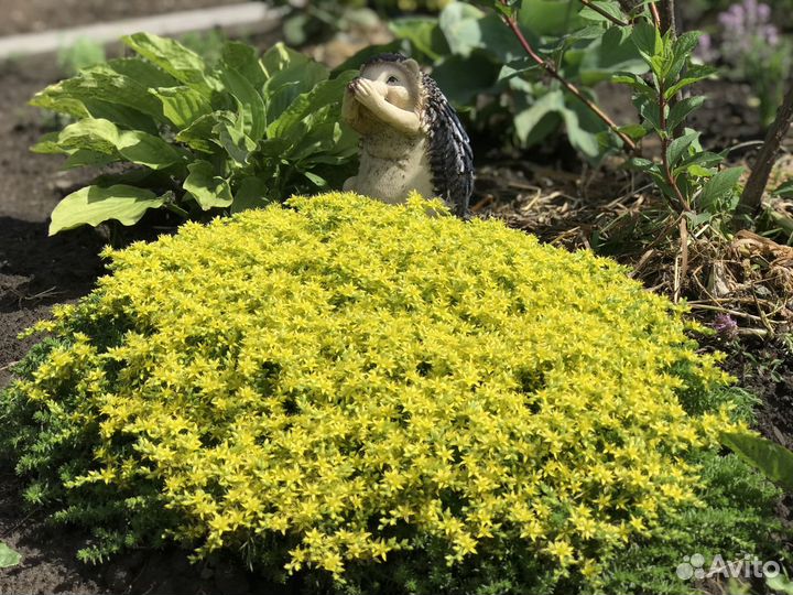 Почвопокровные. Многолетники