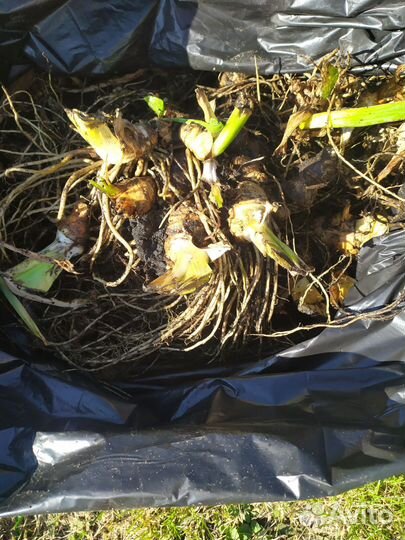 Ирисы луковицы