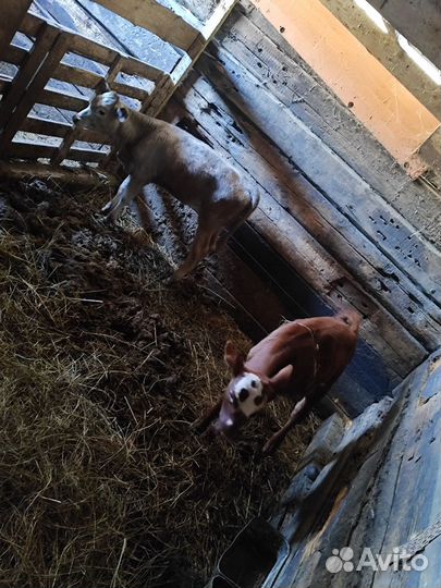 Корова с телятами