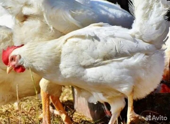 Куры несушки
