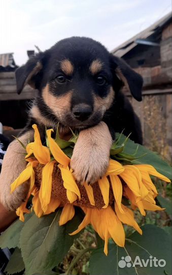 Девочка в добрые руки