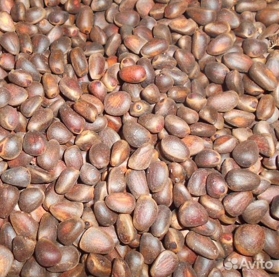 Кедровый орех оптом