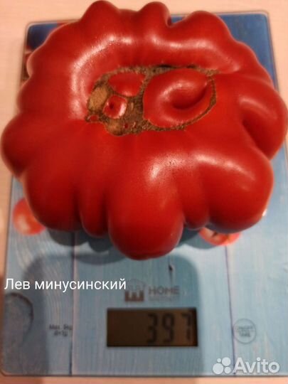 Семена редких томатов