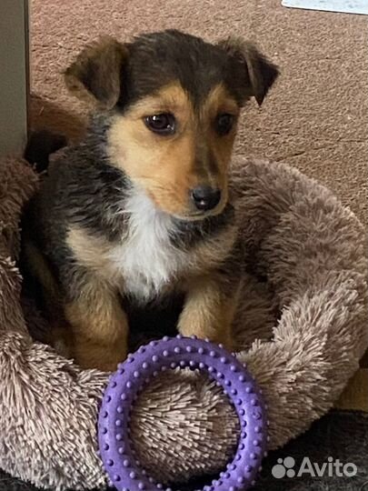 Щенок девочка в любящие руки