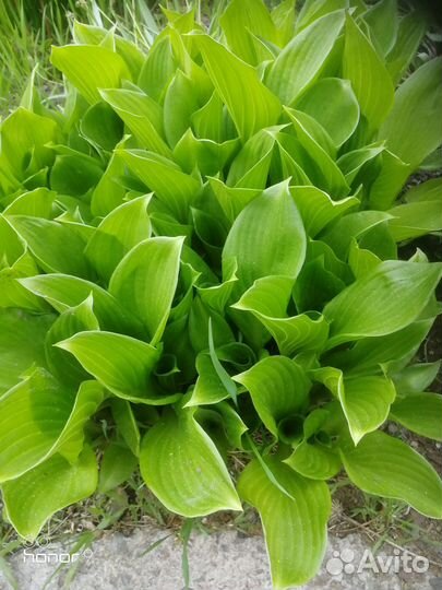 Хоста саженцы