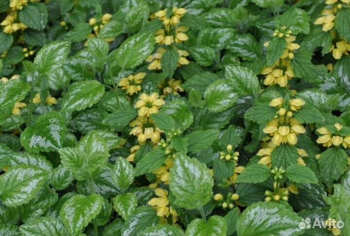 Растения для дачи