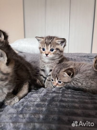 Шотландские котята