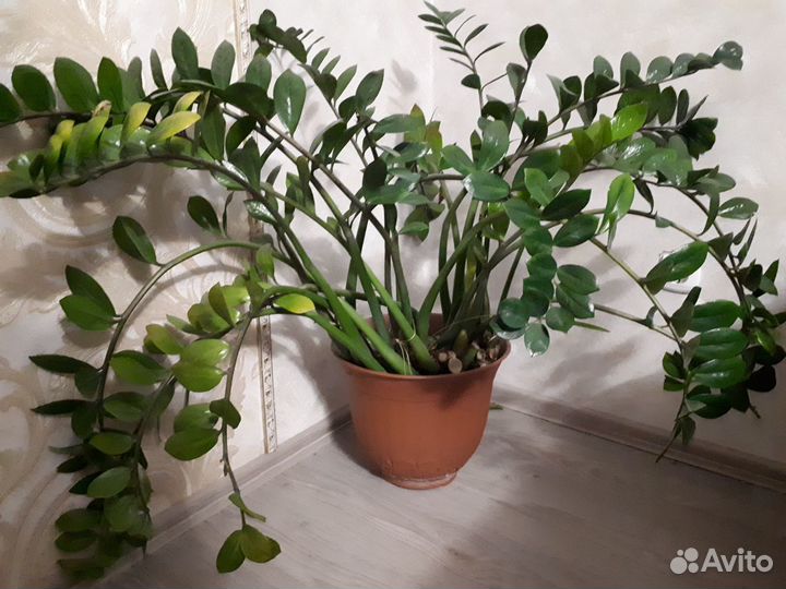 Комнатные цветы