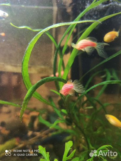 Улитки ампулярии, креветки