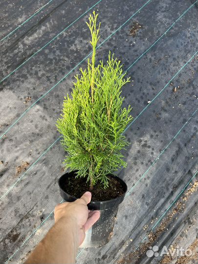 Туя западная Смарагд