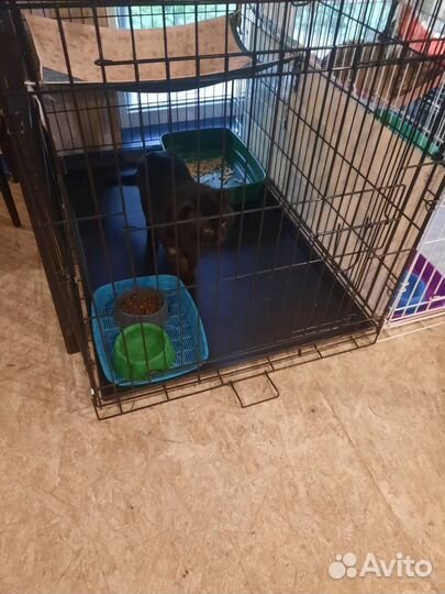 Брошенный кот в добрые руки