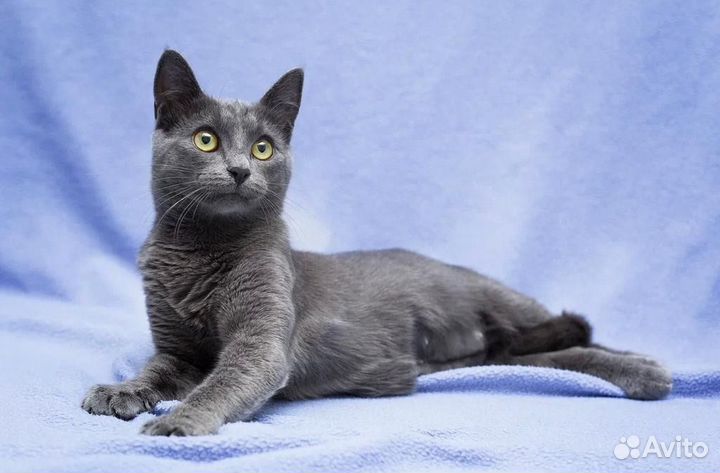 Русская голубая шикарная Сильвочка ждет семью