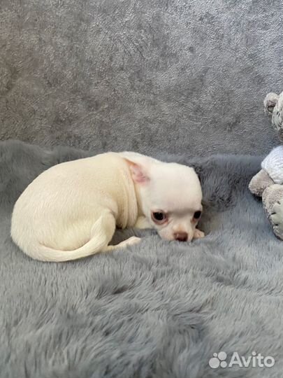 Кремовый малыш