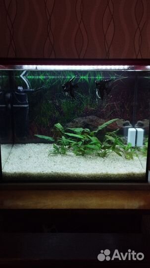 Аквариум