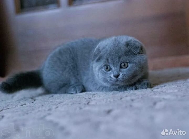 Шотландская девочка, очень красивая и умная