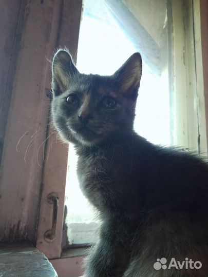 Кошка серая