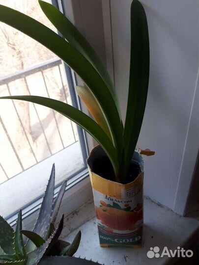 Гиппеаструм