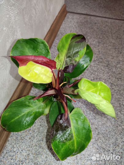 Филодендрон yellow flame