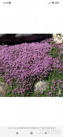 Тимьян ползущий мини сорт