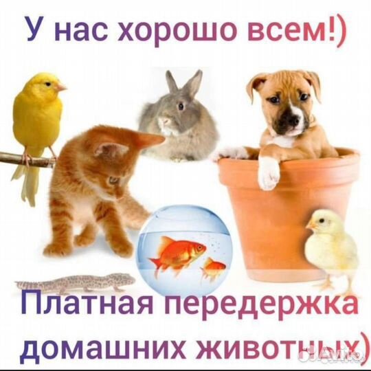 Передержка животных на время отпуска